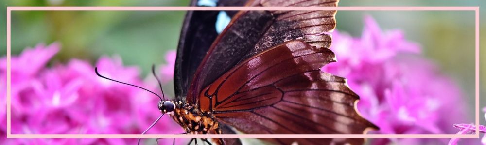 living authentically, authentic Christians, fruit of the Spirit, speaking the truth in love, let love be genuine, true to self, true to God, authenticity, faith, works, show me your faith apart from your works, love, joy, peace, patience, kindness, goodness, faithfulness, self-control, humility, the truth will set you free