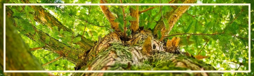 rise up, strength, grow strong, overcome hardship