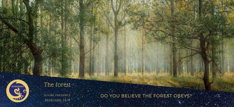 power of the trees, paganism, oneness, all creation, seas obey, the forests listen, the power of your words, divine presence, presence of the Divine, practising the presence of God, presence of Spirit